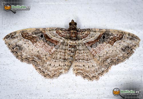 Thumbnail image of the Bent-Line-Carpet-Moth