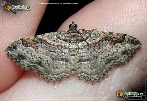 Thumbnail image #2 of the Bent-Line-Carpet-Moth