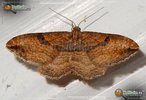 Thumbnail image #3 of the Bent-Line-Carpet-Moth