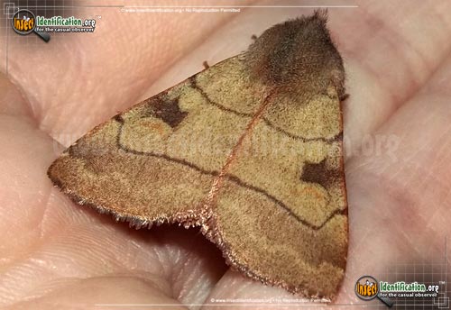 Thumbnail image of the Bent-Line-Dart-Moth