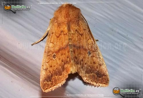 Thumbnail image of the Bicolored-Sallow-Moth