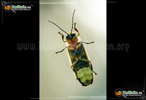 Thumbnail image #11 of the Big-Dipper-Firefly