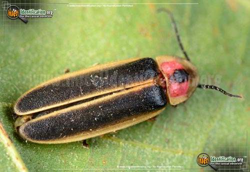 Detailed color picture of an adult Say's Firefly insect