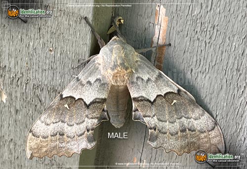 Thumbnail image of the Big-Poplar-Sphinx-Moth