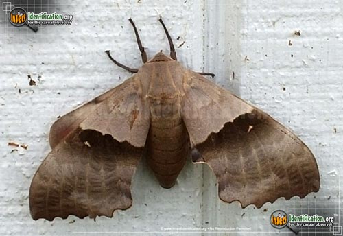 Thumbnail image #4 of the Big-Poplar-Sphinx-Moth