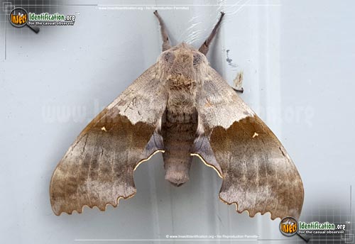 Thumbnail image of the Big-Poplar-Sphinx-Moth
