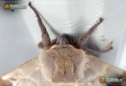 Thumbnail image #6 of the Big-Poplar-Sphinx-Moth