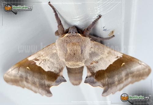Thumbnail image #5 of the Big-Poplar-Sphinx-Moth
