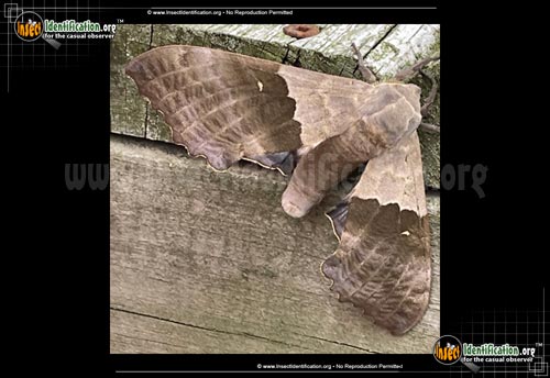 Thumbnail image #8 of the Big-Poplar-Sphinx-Moth