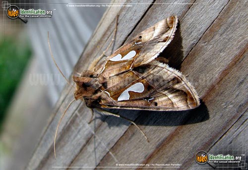 Thumbnail image of the Bilobed-Looper-Moth