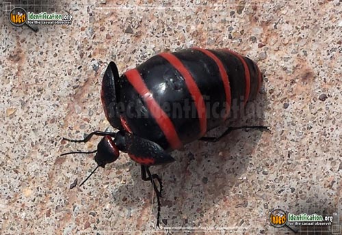 Thumbnail image #5 of the Black-and-Red-Blister-Beetle