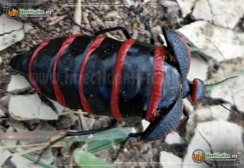 Thumbnail image #2 of the Black-and-Red-Blister-Beetle