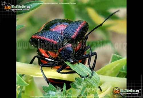 Thumbnail image #3 of the Black-and-Red-Blister-Beetle