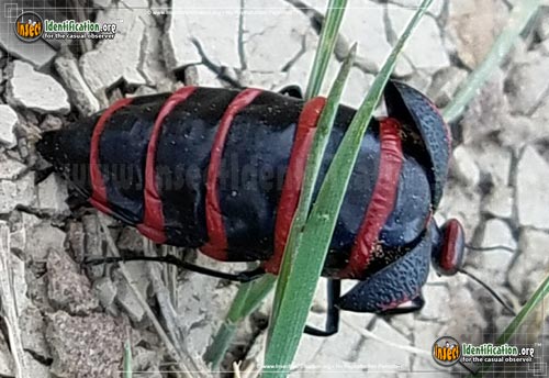 Thumbnail image #4 of the Black-and-Red-Blister-Beetle