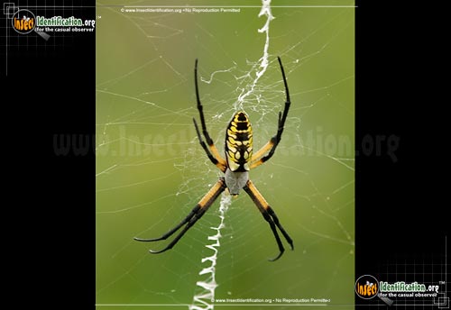 Thumbnail image #2 of the Black-and-Yellow-Garden-Spider