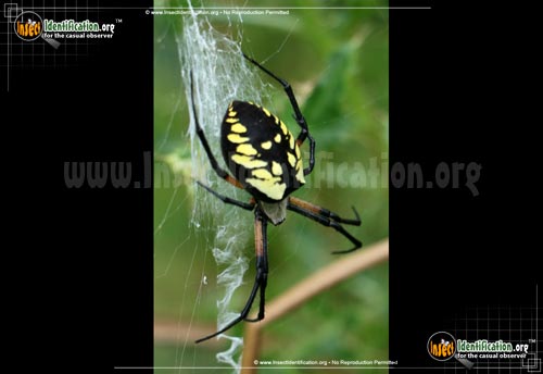 Thumbnail image #4 of the Black-and-Yellow-Garden-Spider