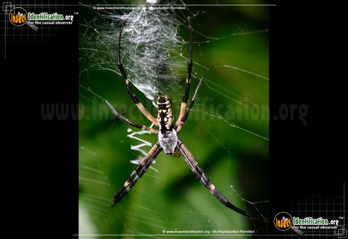 Thumbnail image #15 of the Black-and-Yellow-Garden-Spider