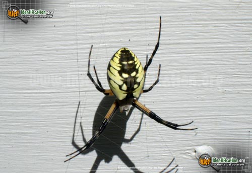 Thumbnail image #12 of the Black-and-Yellow-Garden-Spider