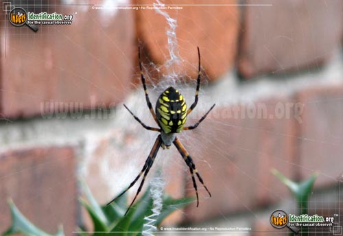 Thumbnail image #13 of the Black-and-Yellow-Garden-Spider