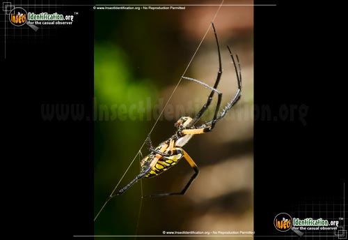 Thumbnail image #7 of the Black-and-Yellow-Garden-Spider