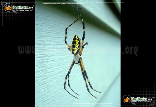 Thumbnail image #6 of the Black-and-Yellow-Garden-Spider