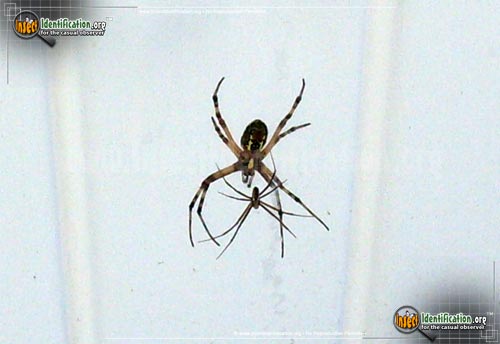 Thumbnail image #14 of the Black-and-Yellow-Garden-Spider