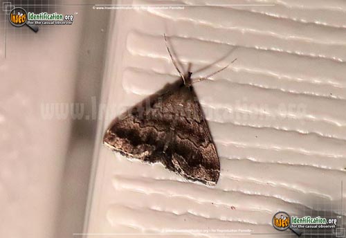 Thumbnail image of the Black-banded-Owlet-Moth