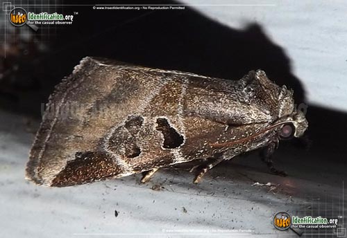 Thumbnail image of the Black-Barred-Brown-Moth