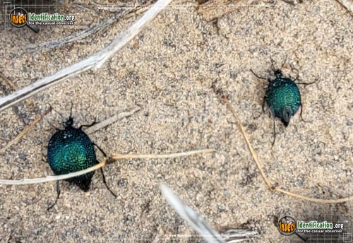 Thumbnail image #2 of the Black-Bladder-Bodied-Meloid-Beetle