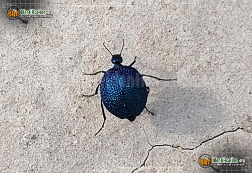 Thumbnail image of the Black-Bladder-Bodied-Meloid-Beetle