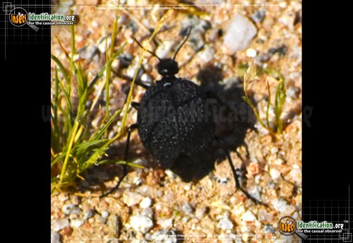 Thumbnail image #3 of the Black-Bladder-Bodied-Meloid-Beetle