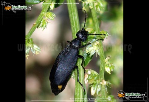 Thumbnail image of the Black-Blister-Beetle
