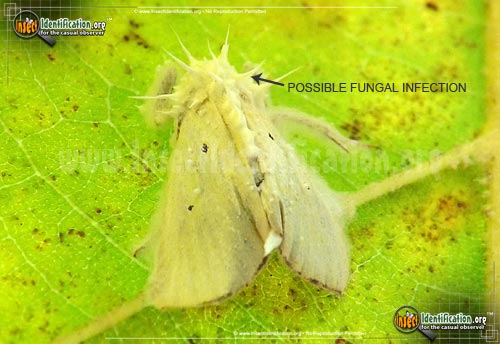 Thumbnail image #2 of the Black-Bordered-Lemon-Moth