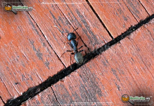 Thumbnail image of the Black-Carpenter-Ant