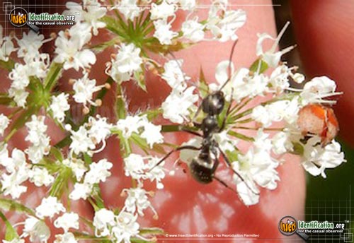 Thumbnail image #3 of the Black-Carpenter-Ant