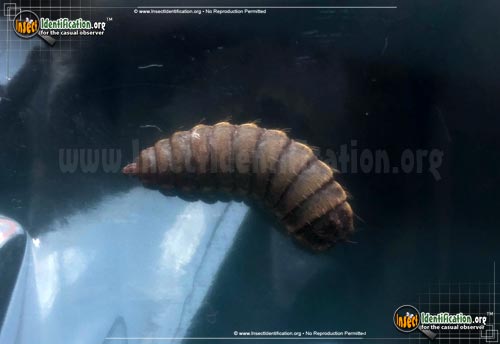 Thumbnail image of the Black-Carpet-Beetle
