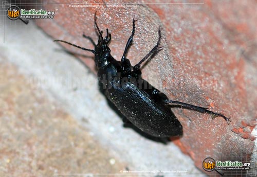 Thumbnail image #3 of the Black-Caterpillar-Hunter