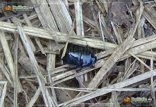 Thumbnail image of the Black-Ground-Bug