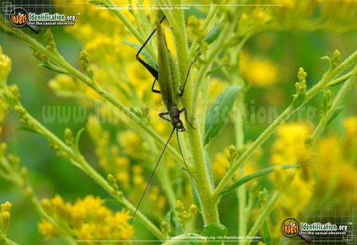 Thumbnail image #2 of the Black-Horned-Tree-Cricket