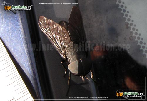 Thumbnail image #5 of the Black-Horse-Fly