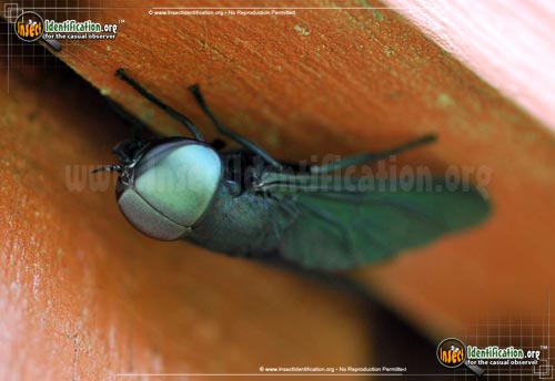 Thumbnail image of the Black-Horse-Fly