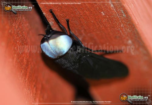 Thumbnail image #4 of the Black-Horse-Fly