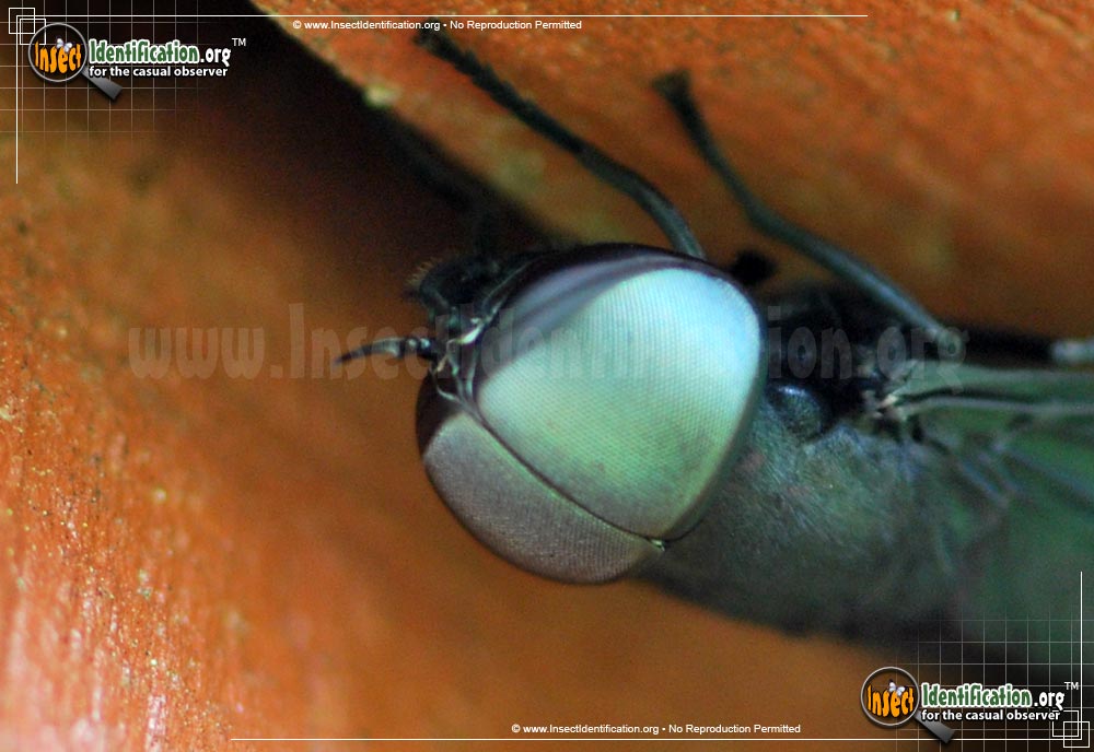 Thumbnail image #2 of the Black-Horse-Fly