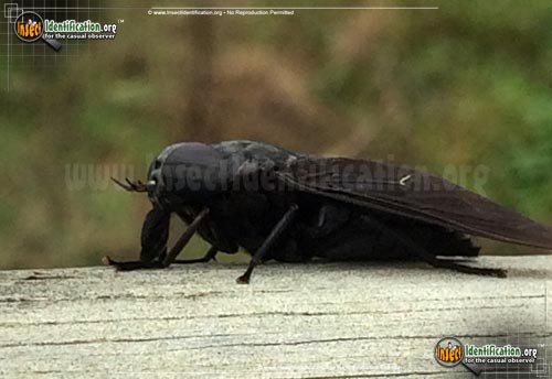 Thumbnail image #7 of the Black-Horse-Fly