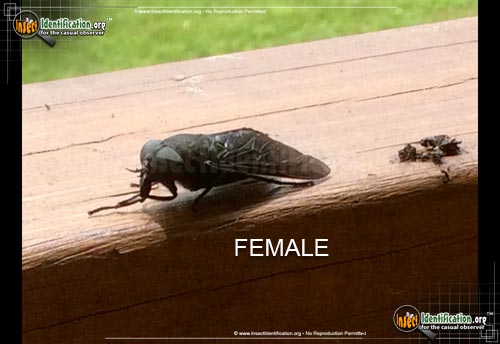Thumbnail image #9 of the Black-Horse-Fly