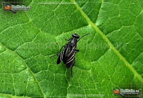 Thumbnail image of the Black-Onion-Fly