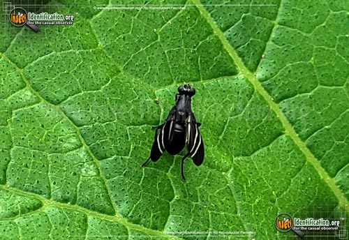 Thumbnail image #2 of the Black-Onion-Fly