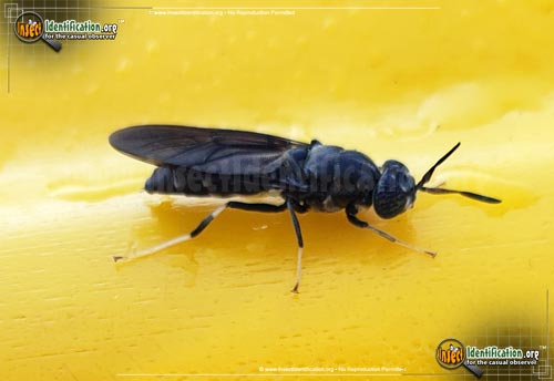 Thumbnail image of the Black-Solider-Fly
