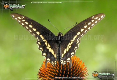 Thumbnail image #3 of the Black-Swallowtail
