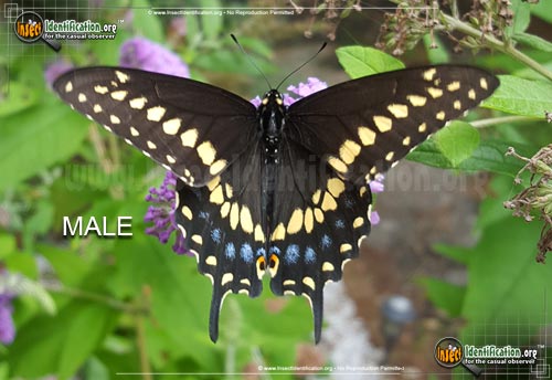 Thumbnail image of the Black-Swallowtail